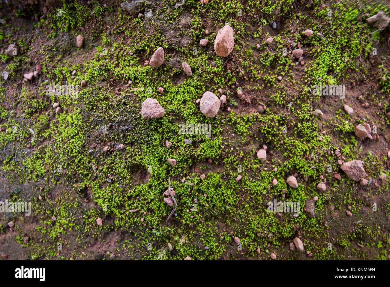 Soil and green moss texture stock photo alamy