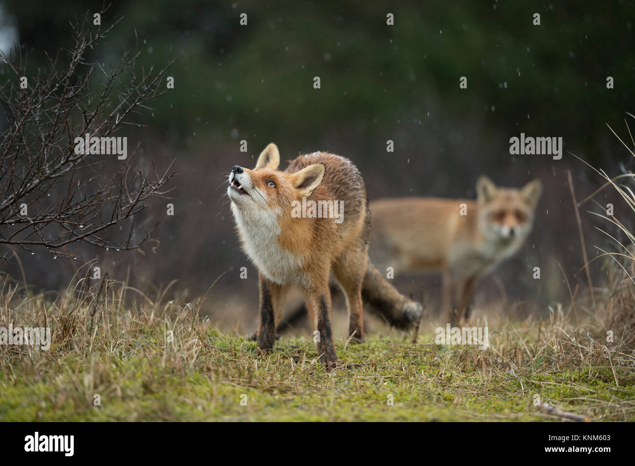 Red Foxes ( Vulpes vulpes ) two together in natural surrounding, on a rainy day, one is watching up to falling raindrops, funny, wildlife, Europe. Stock Photo