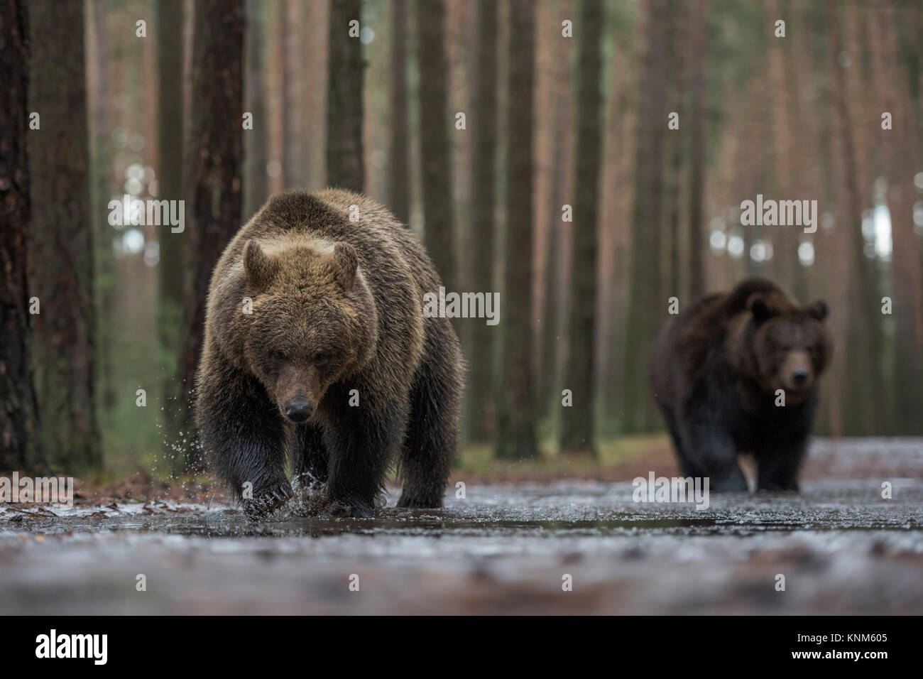 Brown Bear / Bears ( Ursus arctos ), walking through shallow the water of an ice covered puddle, exploring the frozen water, looks funny, Europe. Stock Photo
