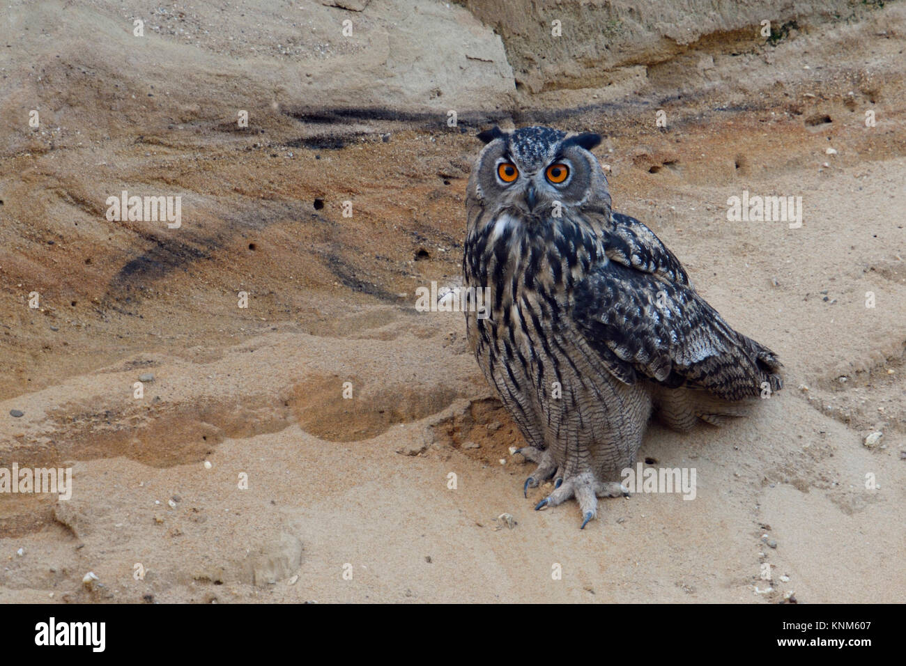 Eurasian Eagle Owl / Uhu ( Bubo bubo ) young bird, sitting in the slope of a sand pit, bright orange eyes wide open, look cute, wildlife, Europe. Stock Photo