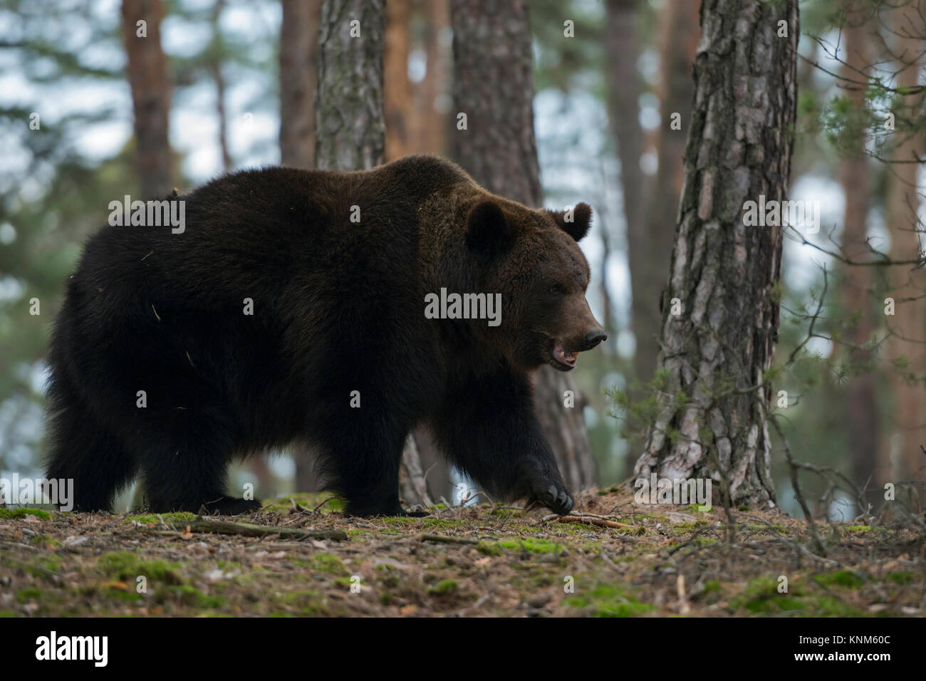 Eurasian Brown Bear / Braunbaer ( Ursus arctos ), strong and powerful, walks slowly through a boreal forest over a little hill top, Europe. Stock Photo