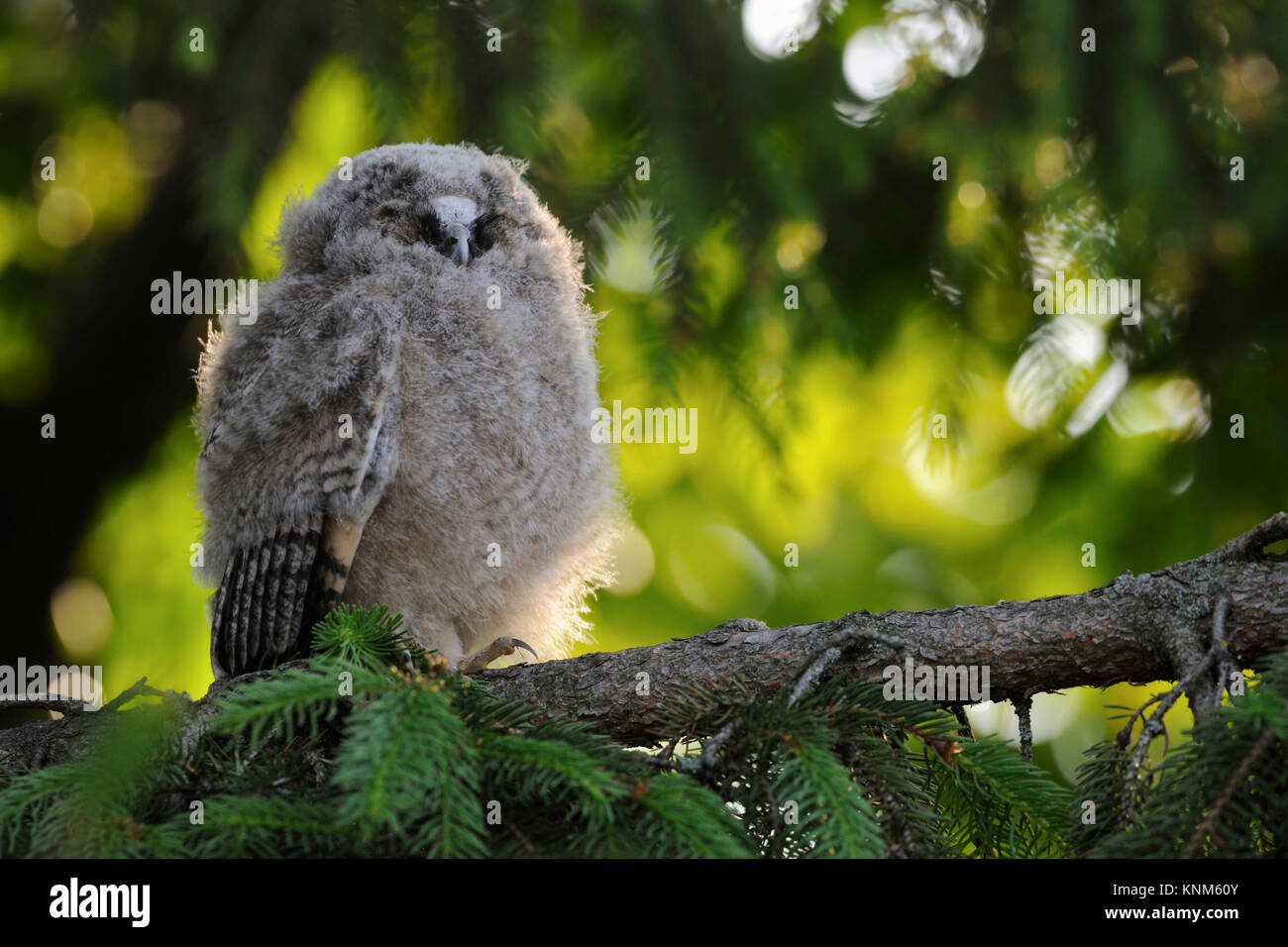 Long-eared Owl / Waldohreule ( Asio otus ), funny fledgling, young moulting chick, perched in a tree, resting, sleeping, looks funny, wildlife, Europe Stock Photo