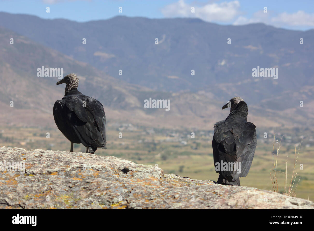 Yagul, vultures on the fortress, Oaxaca Stock Photo