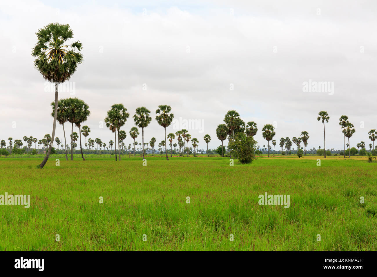 Palm Trees in Paddy Rice Fields under Cloudy Sky Stock Photo - Alamy