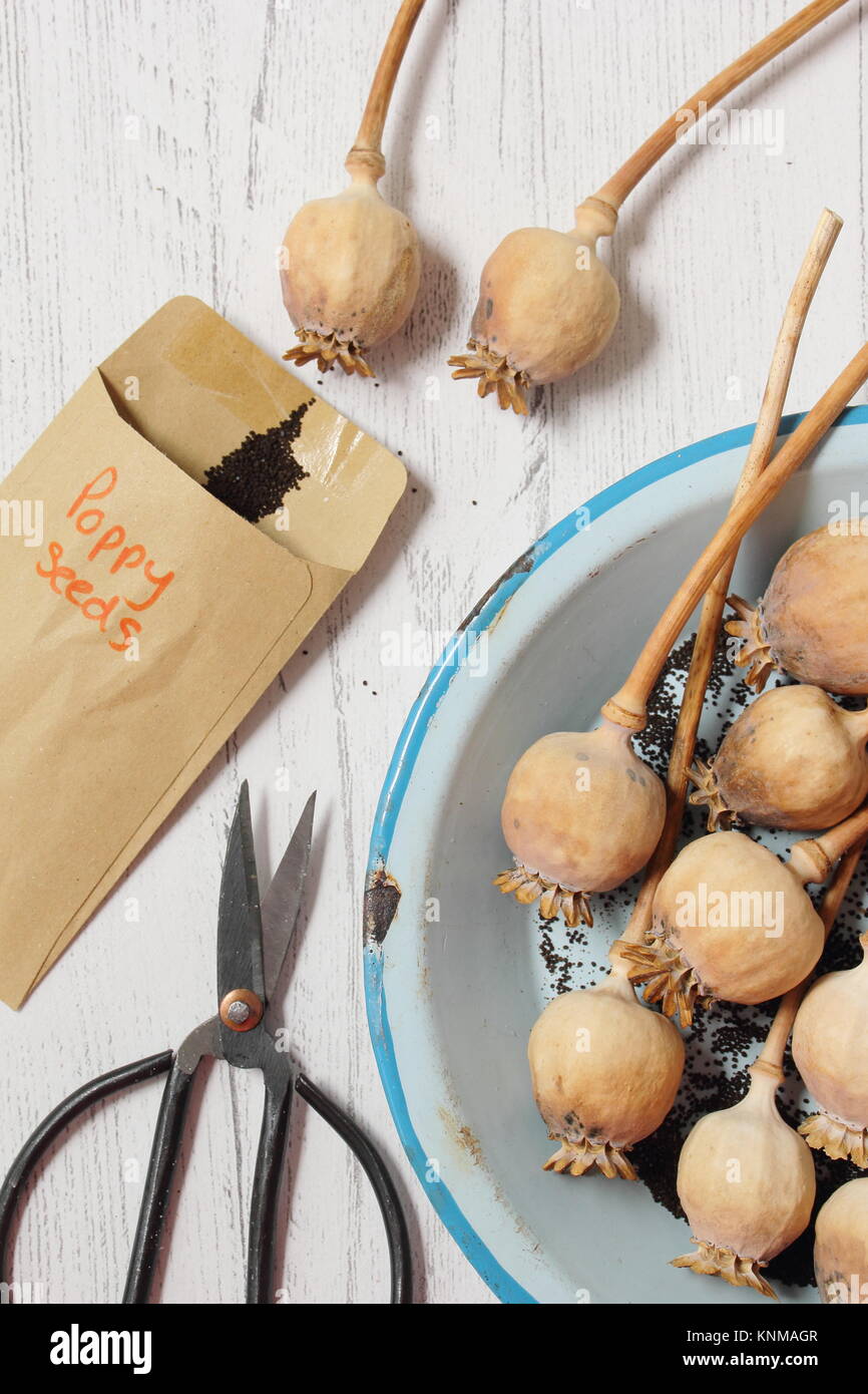 Collecting poppy seeds (Papaver somniferum), from dried seed heads for