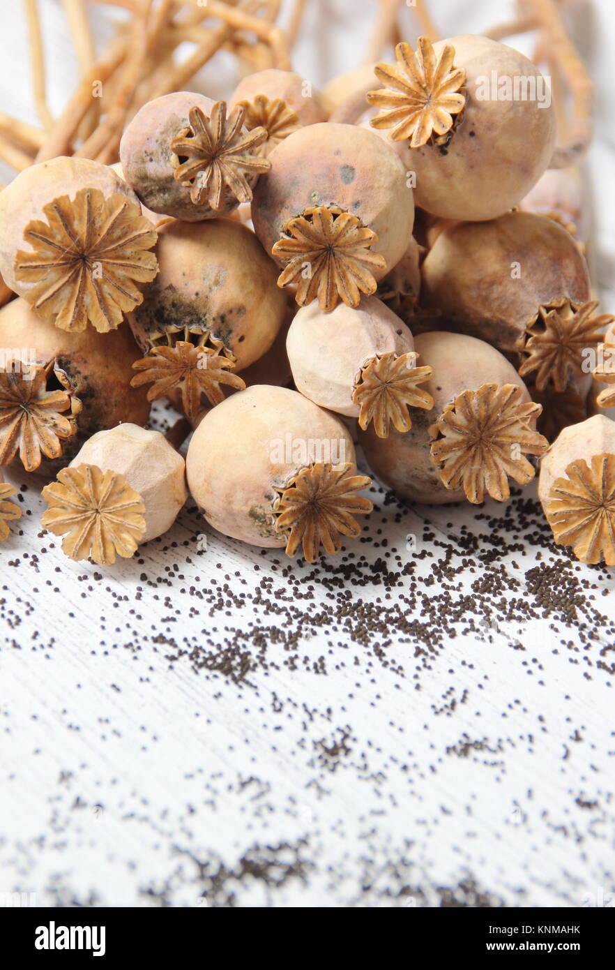 Poppy seedheads Papaver somniferum. Dried poppies and seeds .UK Stock