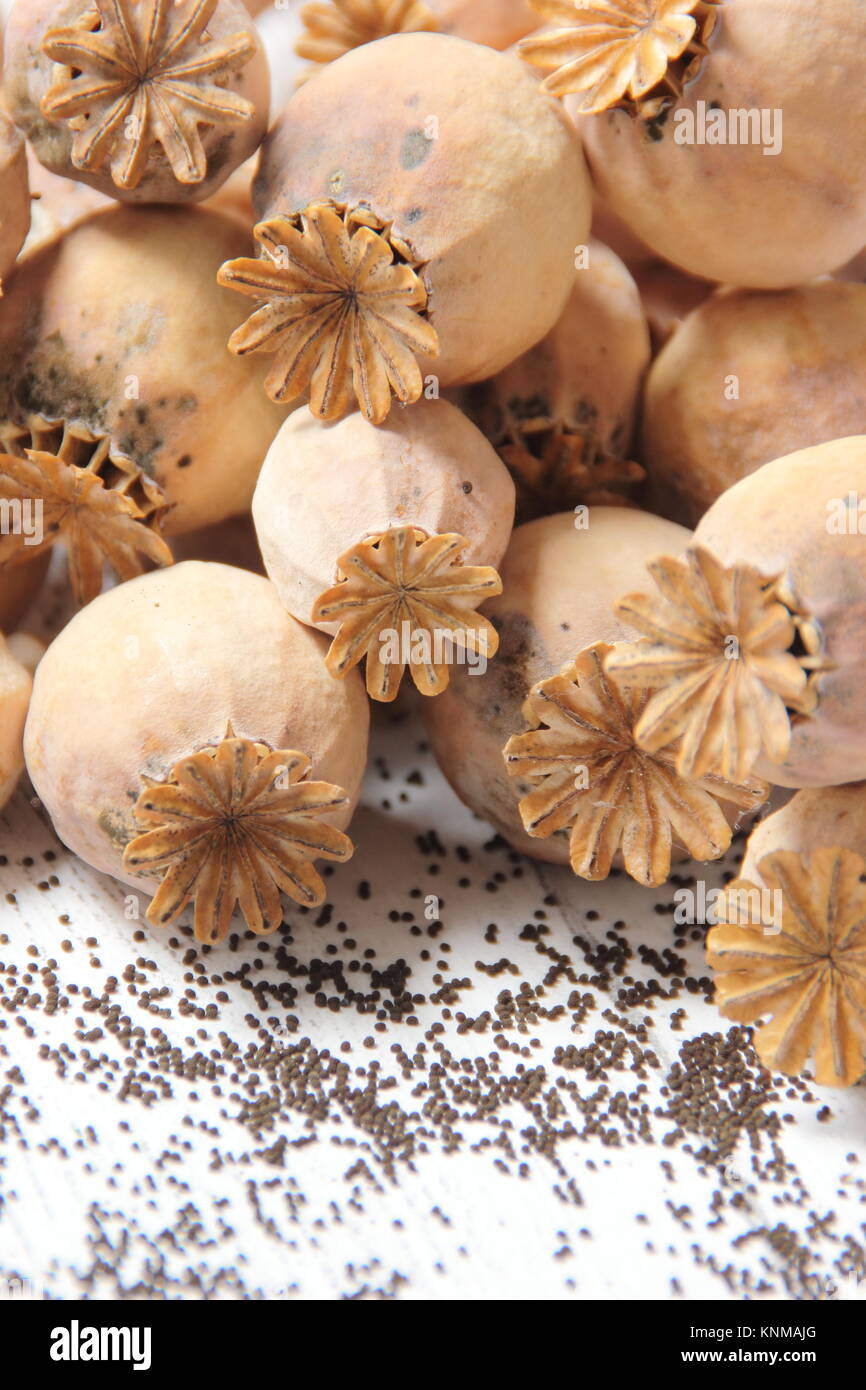 Saving poppy seed. Collecting seed from dried flower heads of Papaver