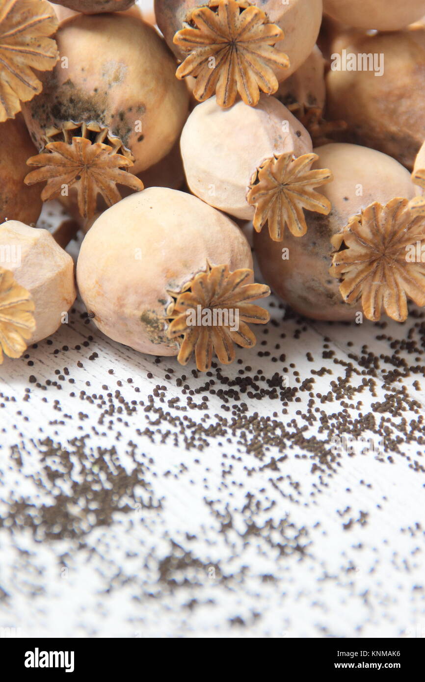 Saving poppy seed. Collecting seed from dried poppy flower heads of