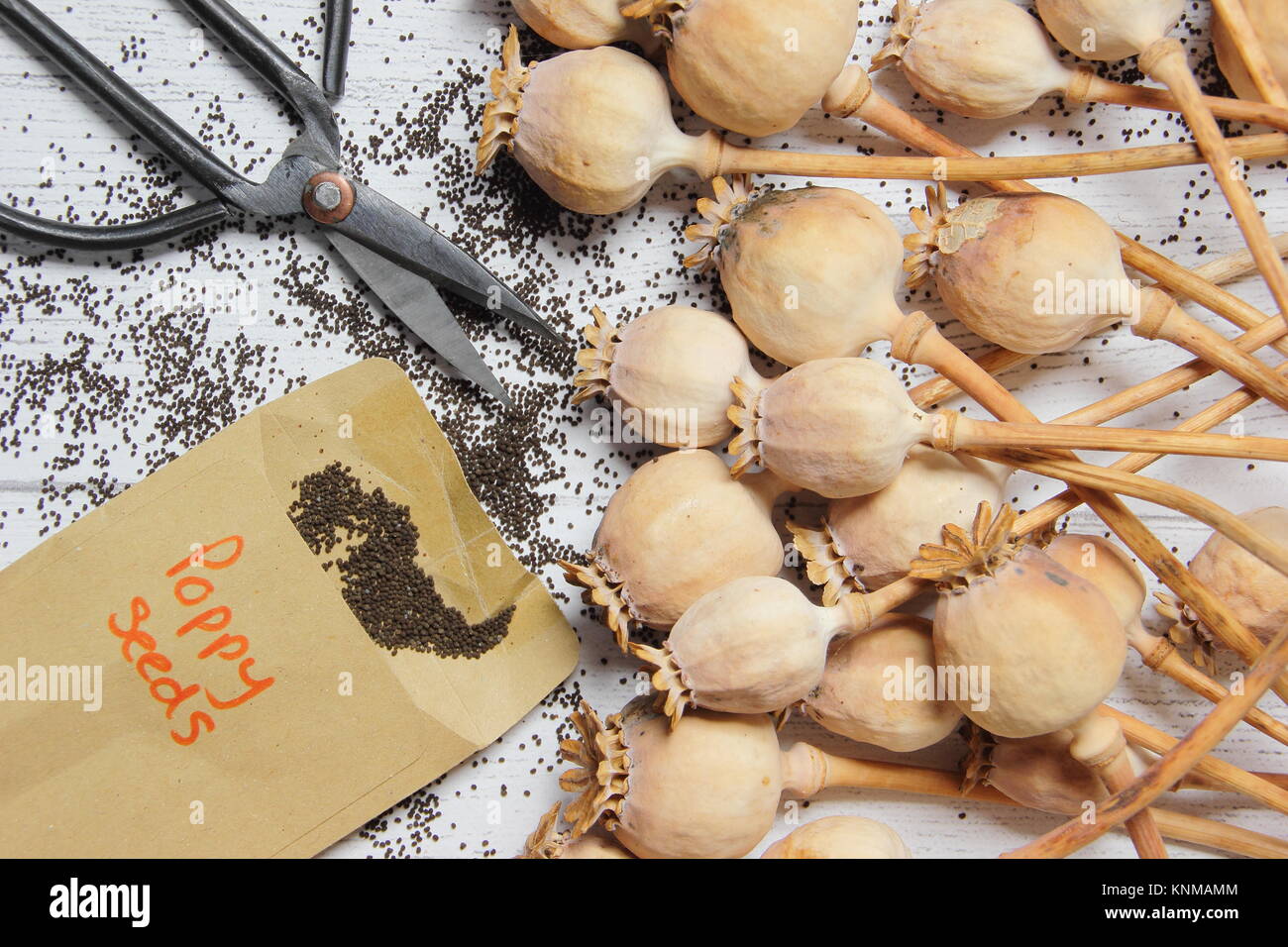 Dried Poppy Seed Heads High Resolution Stock Photography and Images Alamy