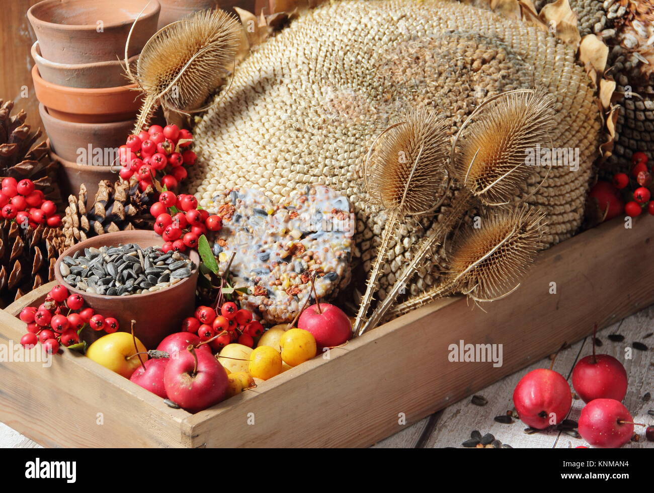 Bird food buffet ingredients including crab apples, sunflower seeds, teasel seed heads, pyracantha berries and a suet cake, gathered in a wooden tray Stock Photo