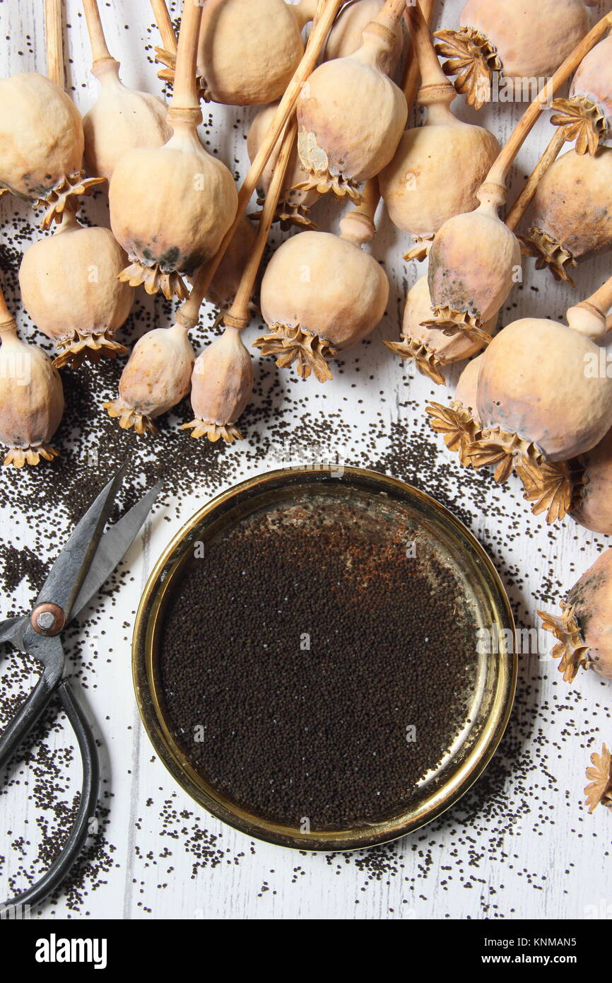 Collecting poppy seeds (Papaver somniferum), from dried seed heads