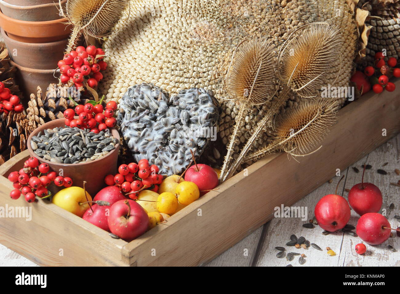 Bird food buffet ingredients including crab apples, sunflower seeds, teasel seed heads, pyracantha berries and a suet cake, gathered in a wooden tray Stock Photo