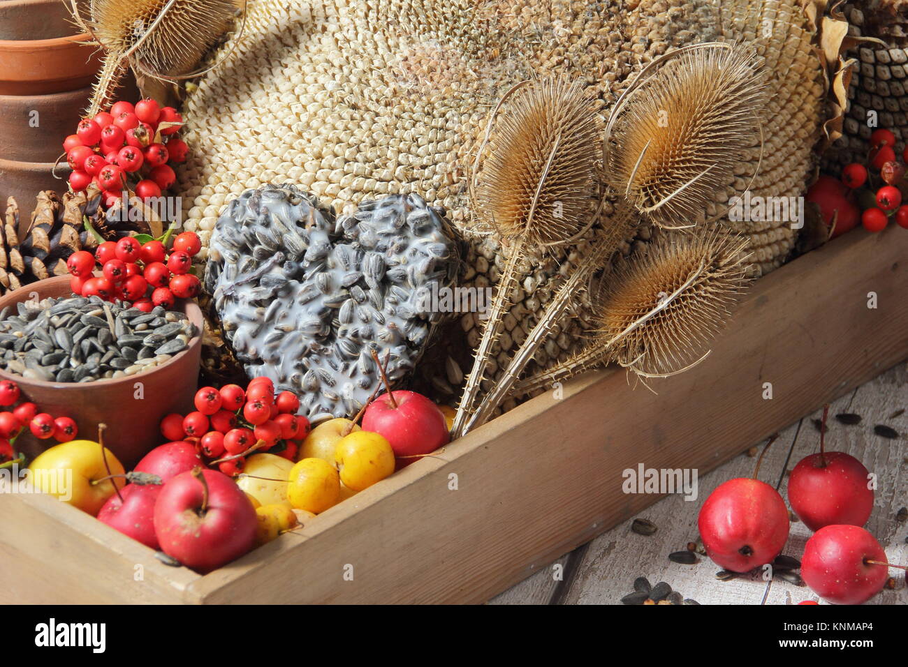 Bird food buffet ingredients including crab apples, sunflowers seeds, teasel seed heads, pyracantha berries and a suet cake, gathered in a wooden tray Stock Photo
