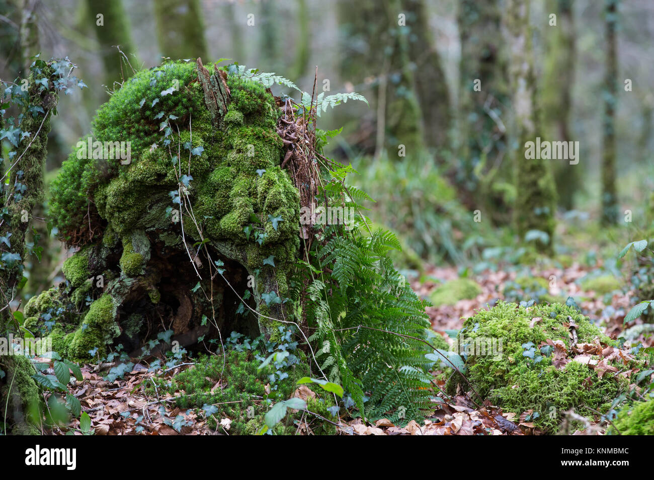Moss and fern growing on tree stump Stock Photo