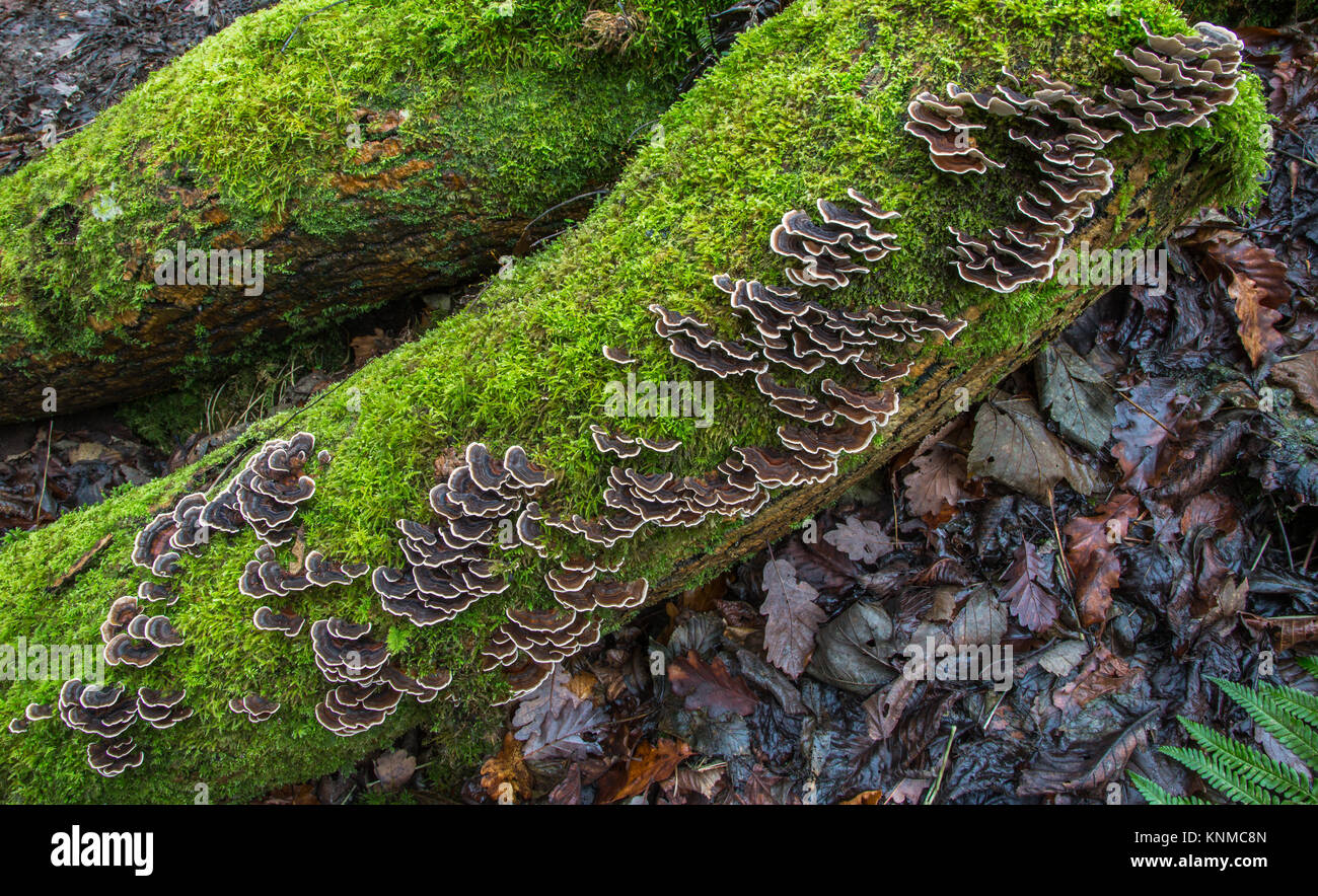 Bracket Fungi on mossy log near watersmeet in Devon, UK Stock Photo