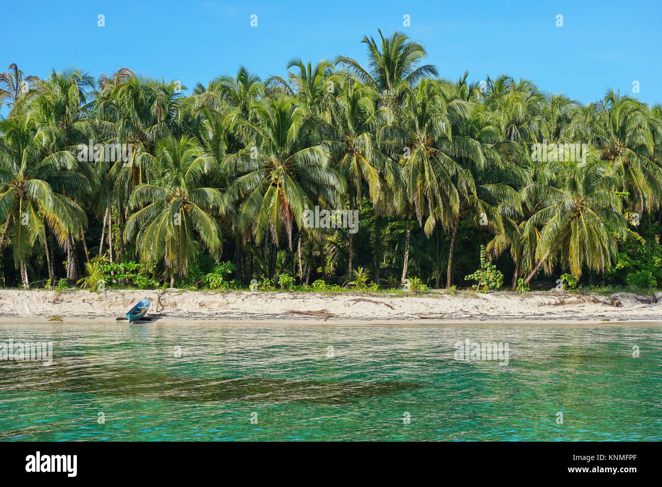 Lush tropical beach with coconut palm trees and a wooden dugout canoe on the sand, Caribbean sea, Bocas del Toro, Panama, Central America Stock Photo