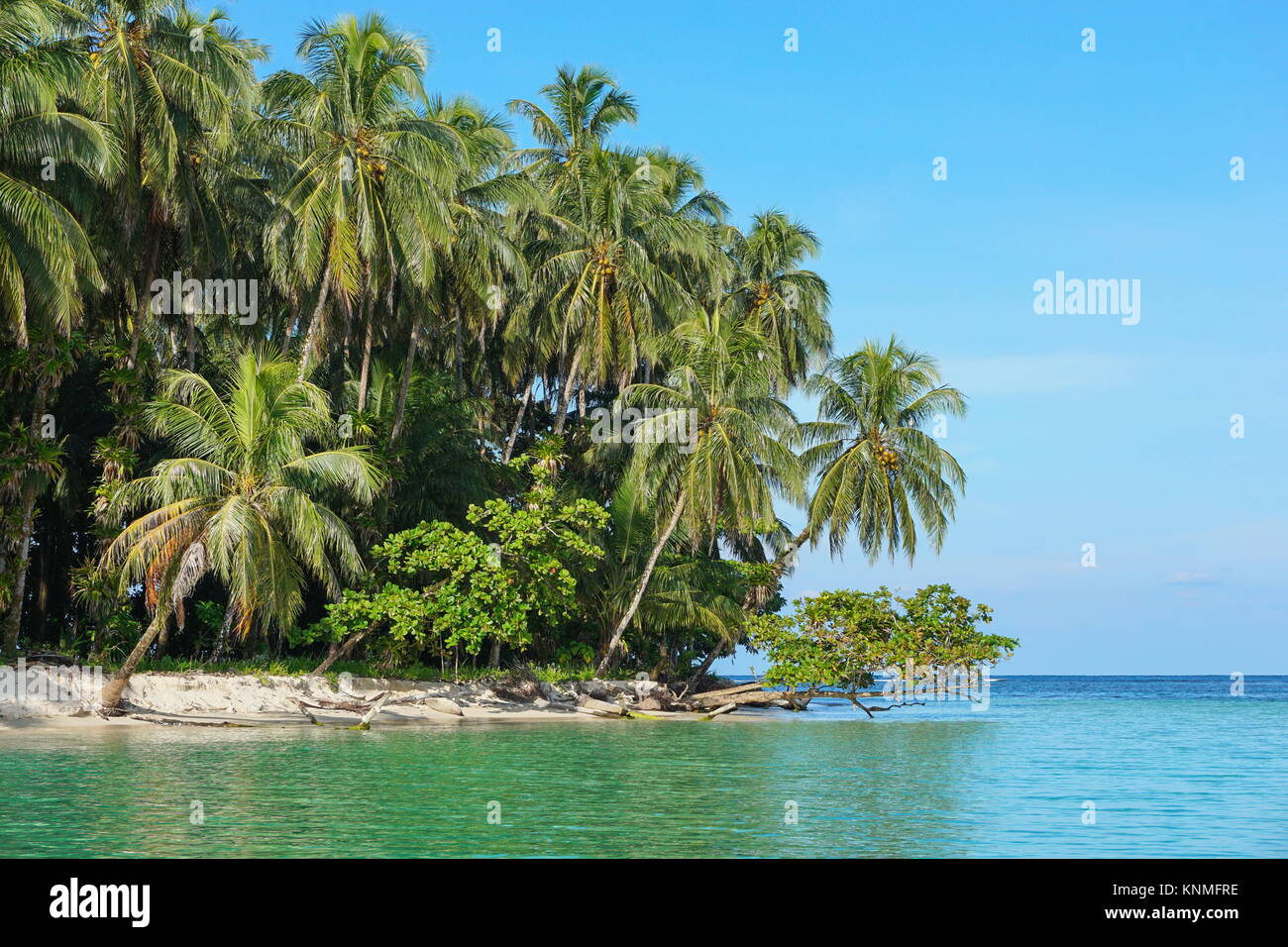 Lush tropical seashore with coconut palm trees and almond trees, Caribbean sea, Bocas del Toro, Panama, Central America Stock Photo