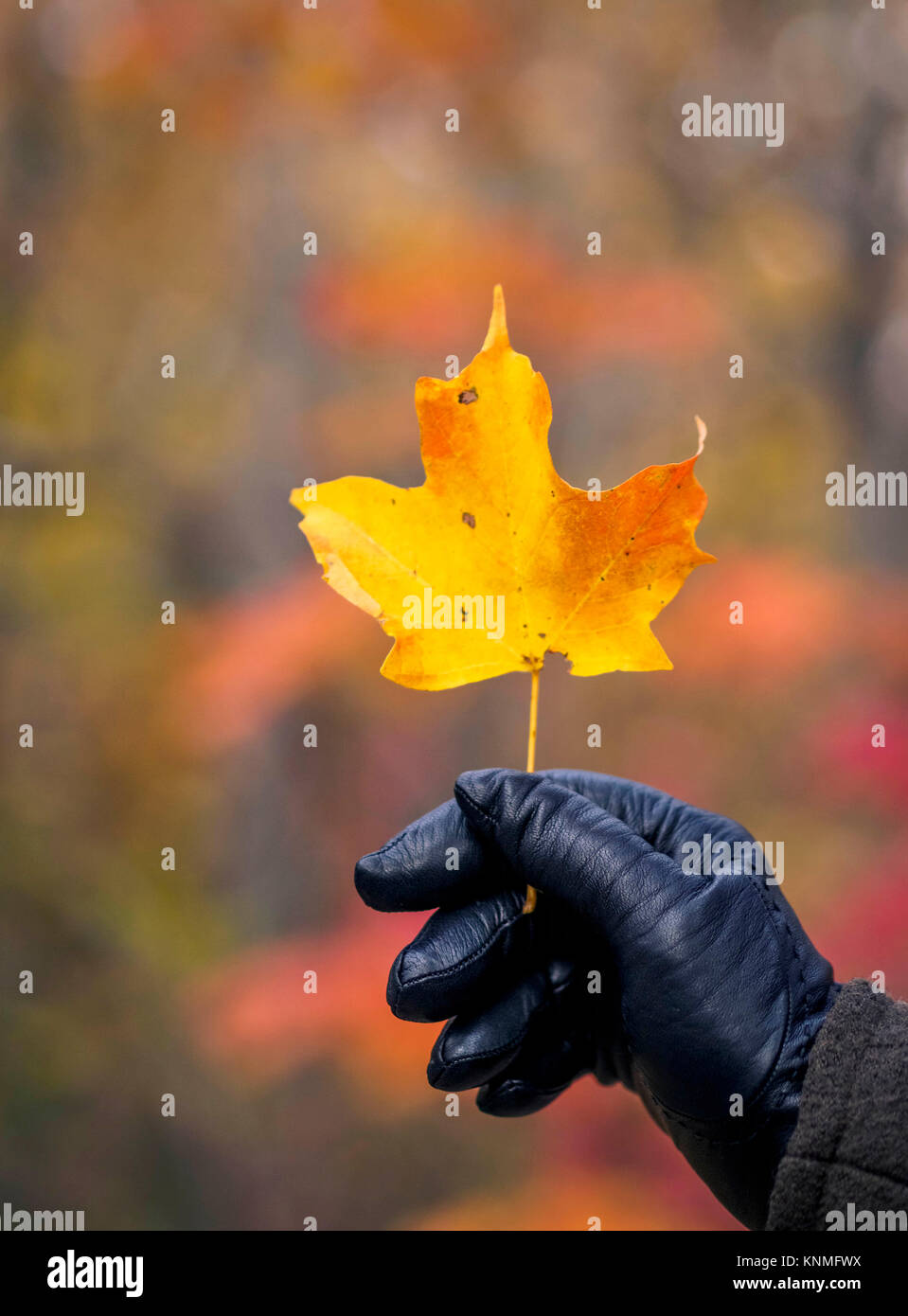 An orange maple leaf held by a lady wearing black leather glove in autumn weather. The leaf is shown in isolated fashion, i.e. bokeh effect. Stock Photo