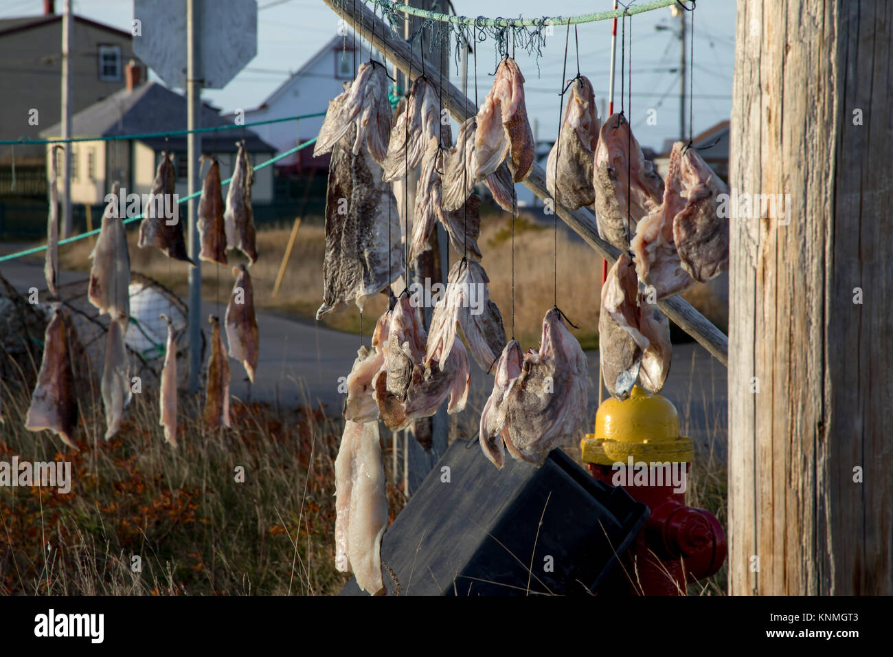 Salt cod drying newfoundland hires stock photography and images Alamy