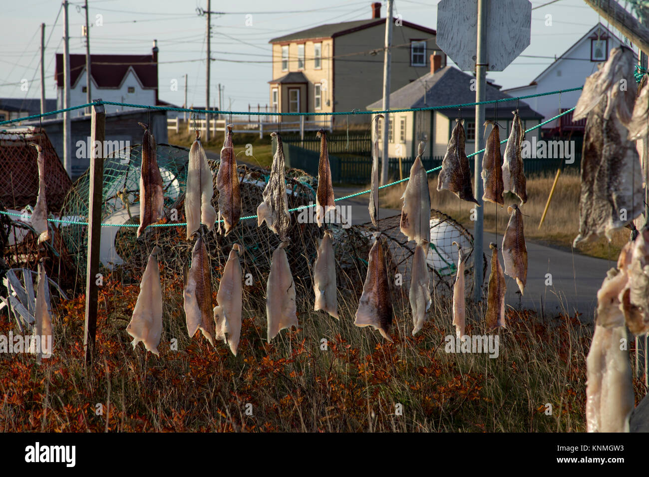 Salt cod drying newfoundland hires stock photography and images Alamy