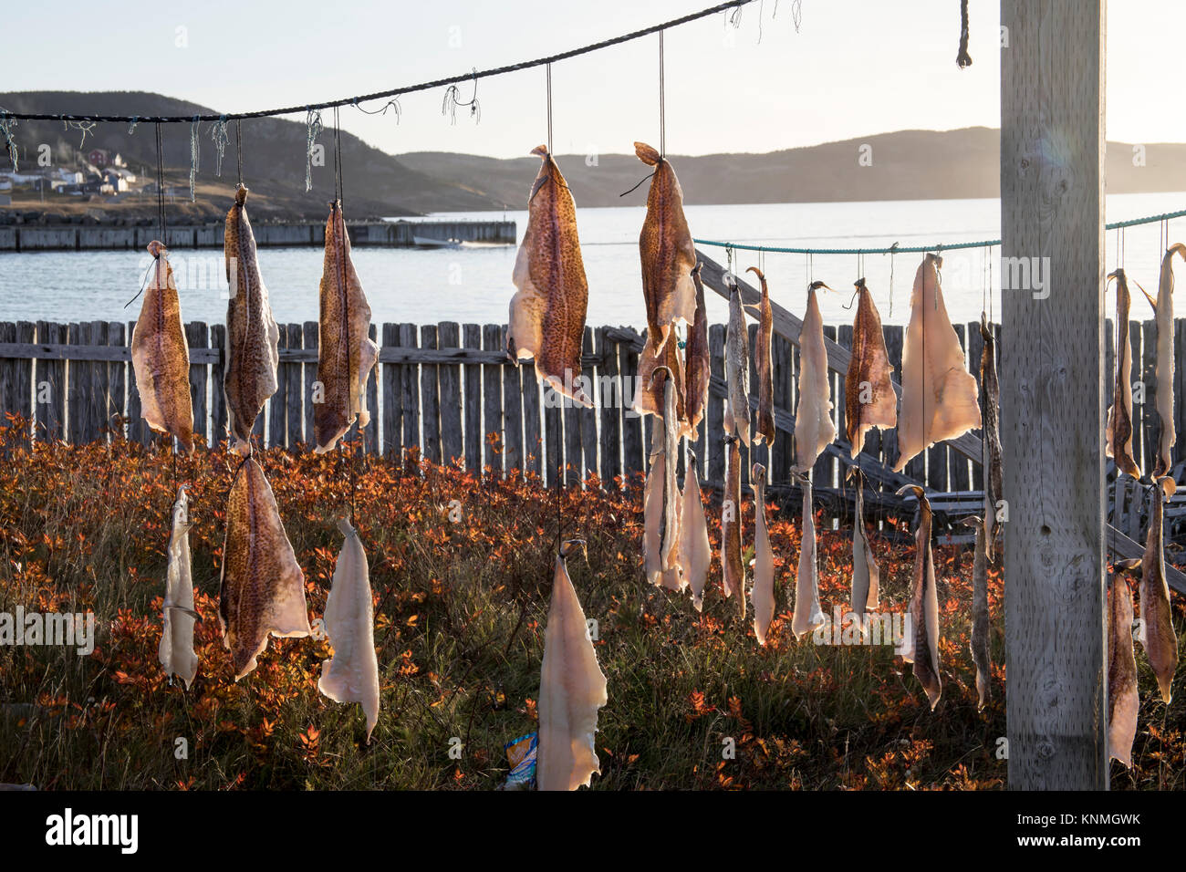 Newfoundland salted cod hires stock photography and images Alamy