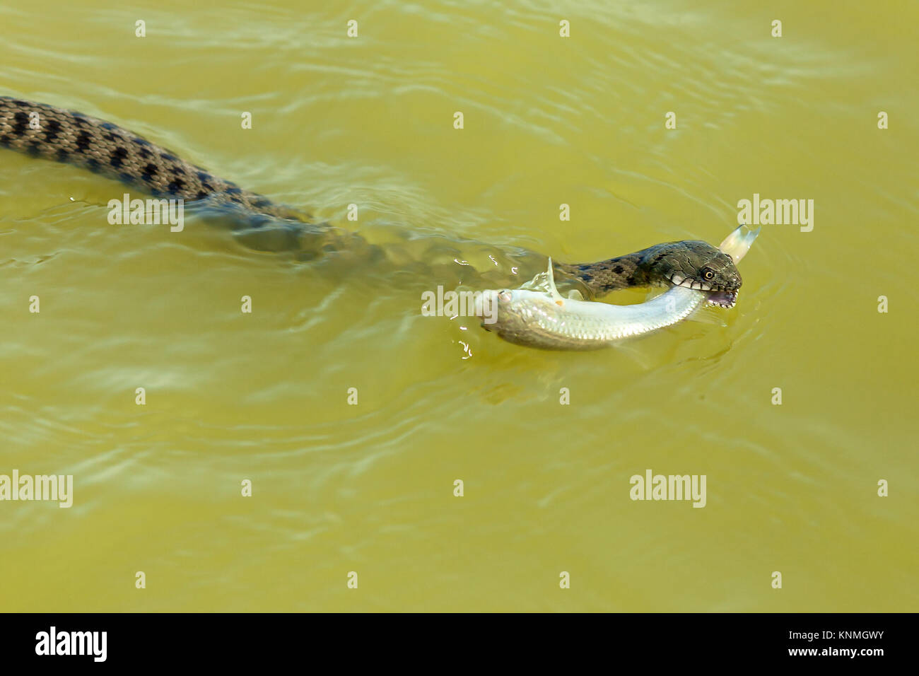the snake eats fish. The snake hunts fish in the water, the snake