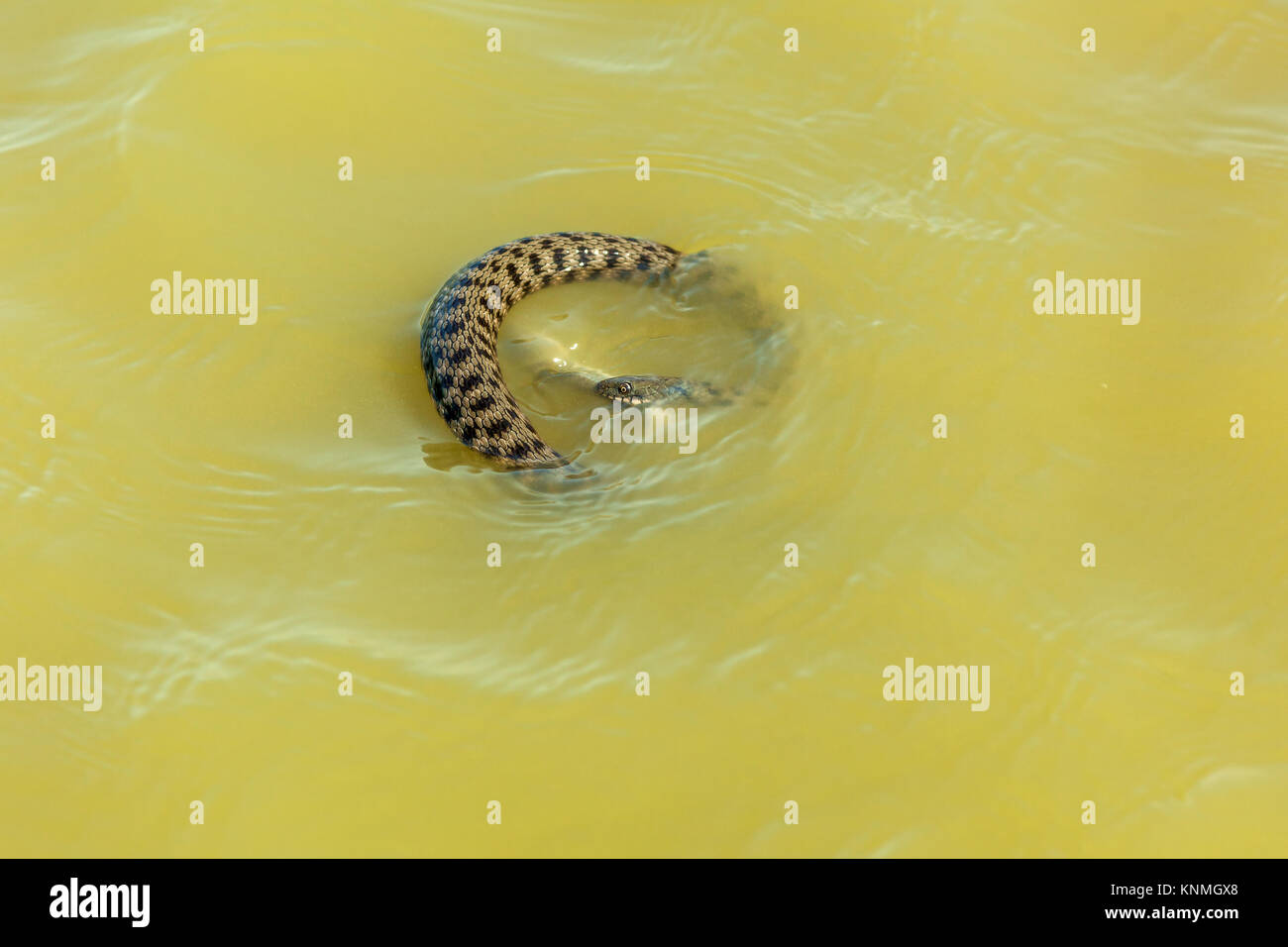 the snake eats fish. The snake hunts fish in the water, the snake