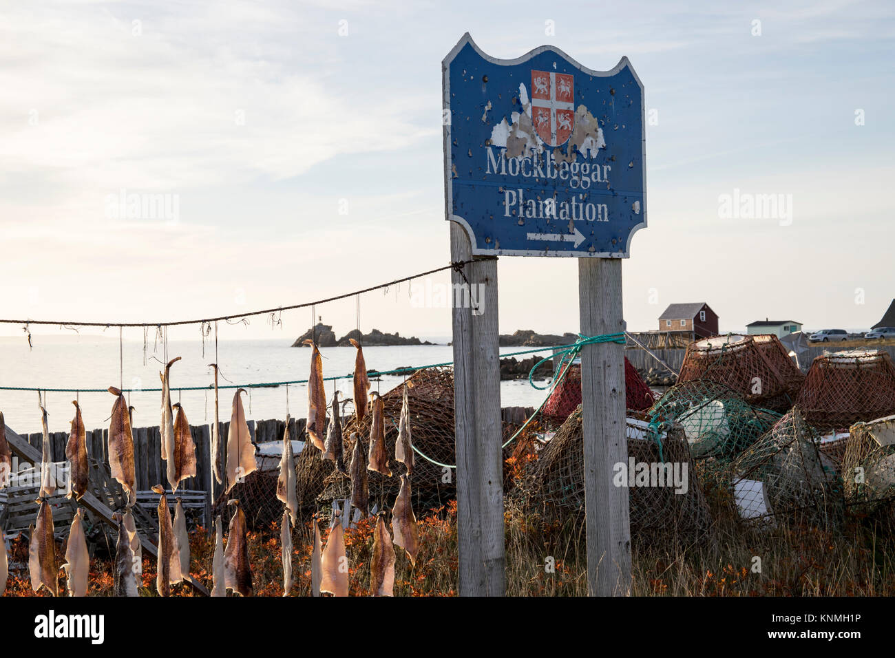 Pieces of salt cod drying on string on outdoor poles next to signs in Mockbeggar Plantation sign and traps in Bonavista harbor, Newfoundland, Canada. Stock Photo