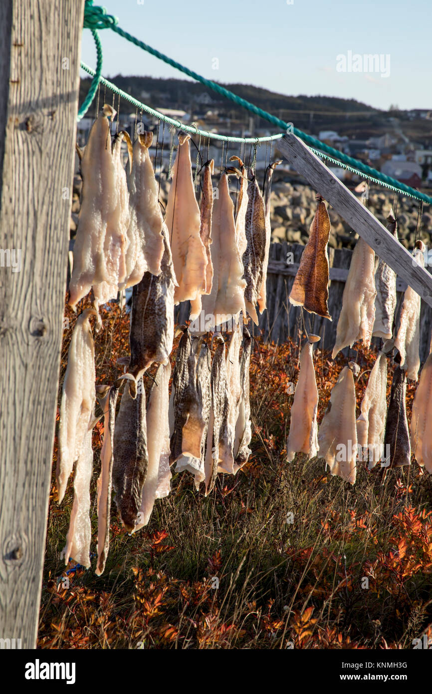 Newfoundland salted cod hires stock photography and images Alamy