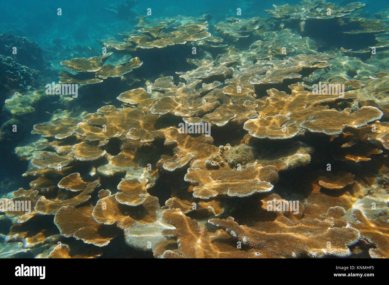 Underwater reef with Elkhorn corals, Key largo, Florida, USA Stock Photo