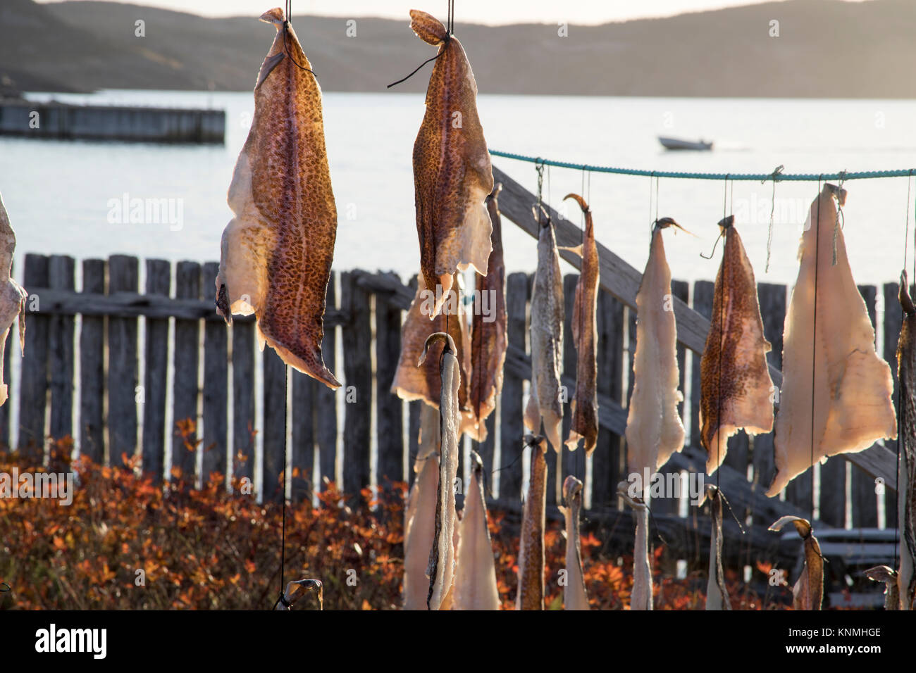 Pieces of salt cod drying on string on outdoor poles in Bonavista
