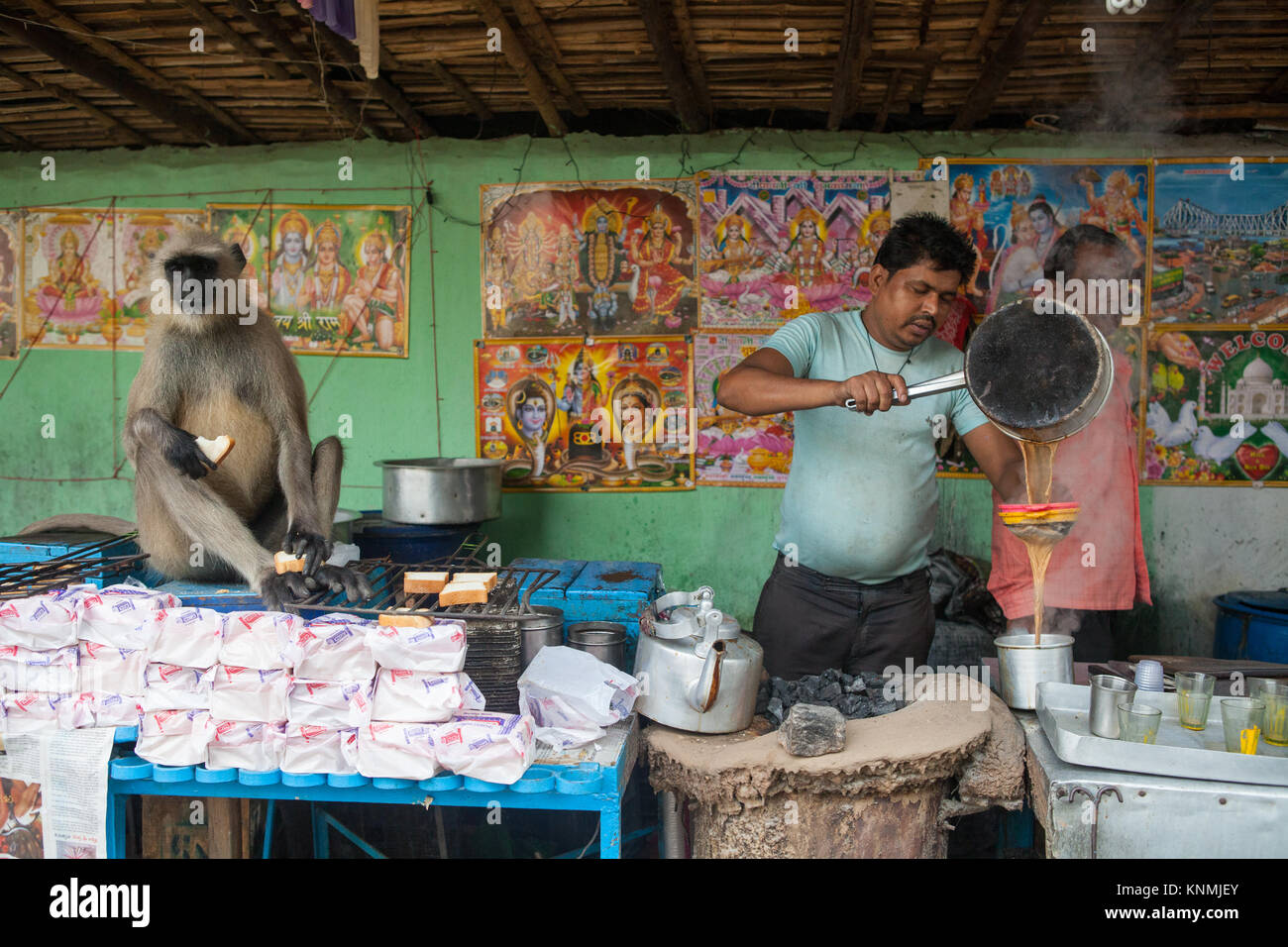 Chai vendor pouring tea into a mug with a Grey Langur monkey as a customer in Asansol, India Stock Photo