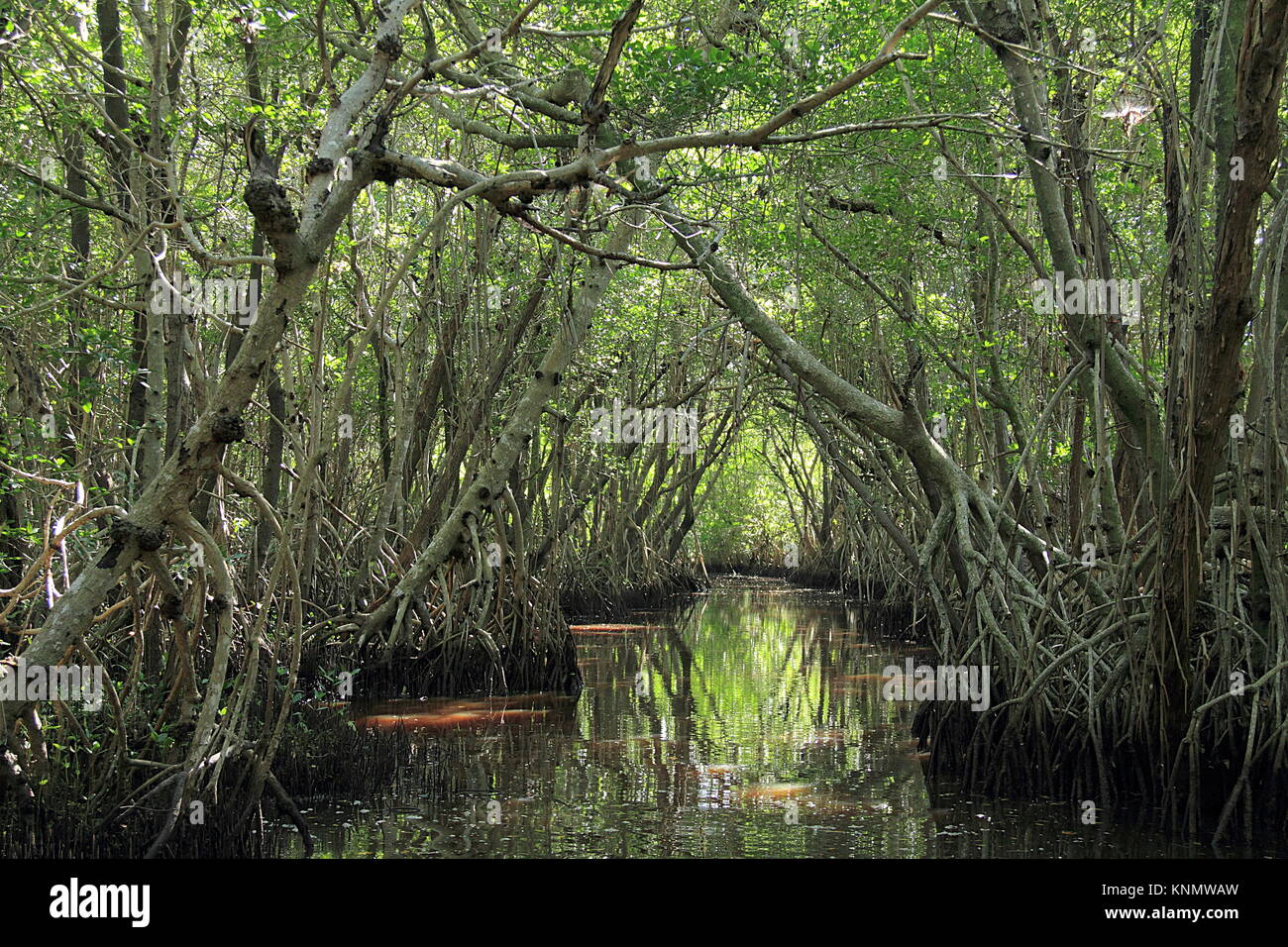 Everglades mangrove florida hires stock photography and images Alamy
