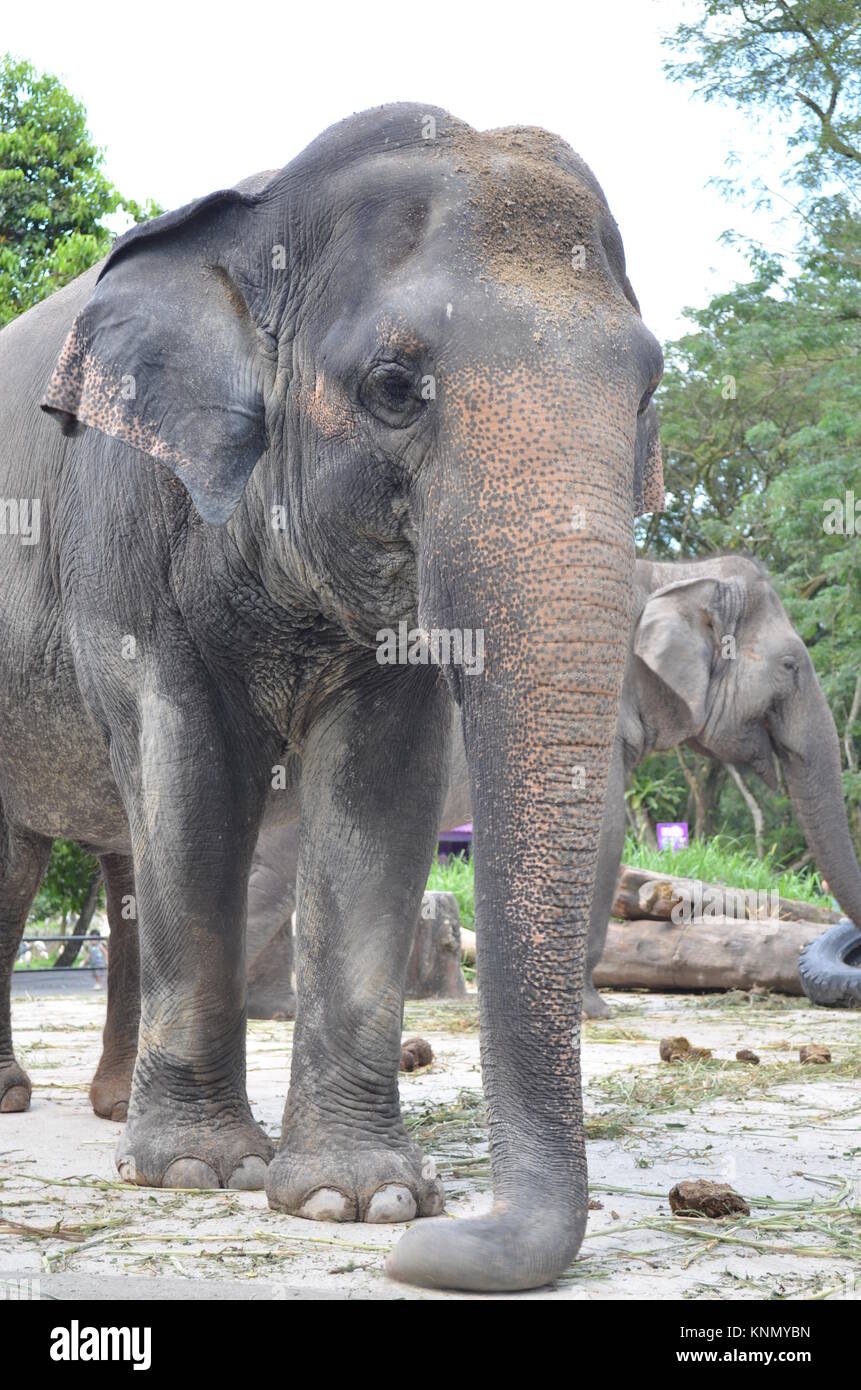 big elephant at the zoo.Elephants are large mammals of the family Elephantidae and the order Proboscidea Stock Photo