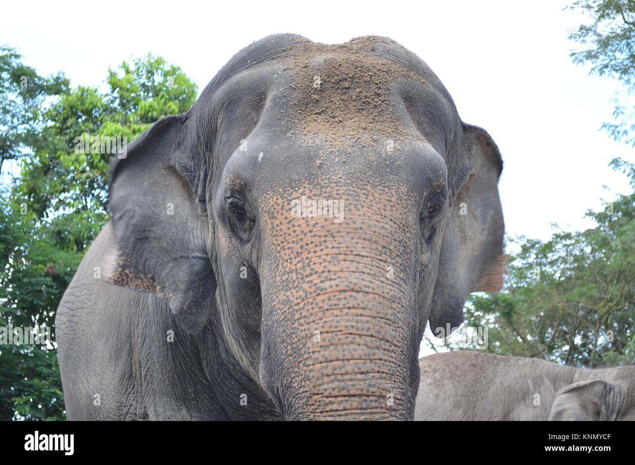 big elephant at the zoo.Elephants are large mammals of the family Elephantidae and the order Proboscidea Stock Photo