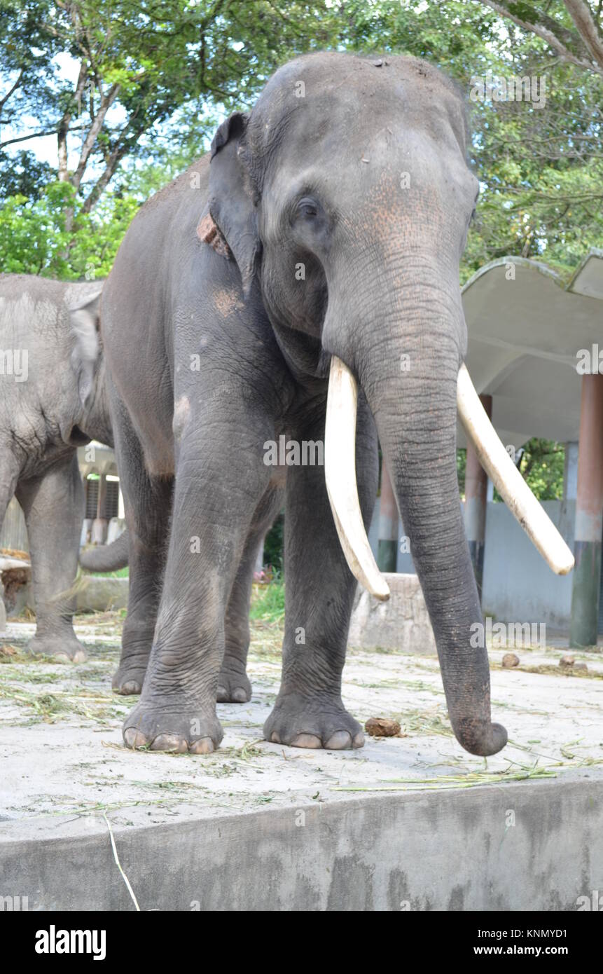 big elephant at the zoo.Elephants are large mammals of the family Elephantidae and the order Proboscidea Stock Photo