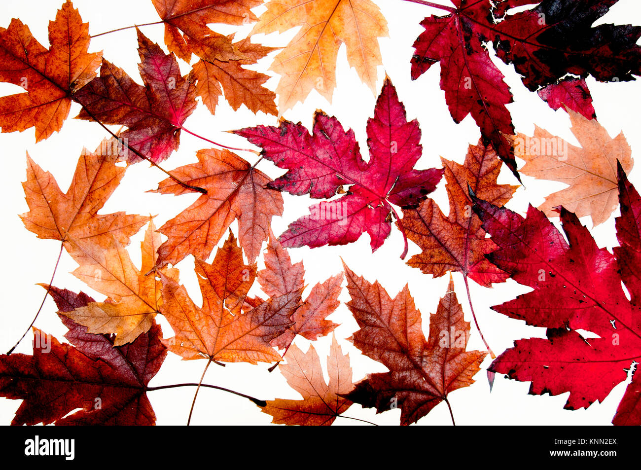 Silver maple leaves in fall hi res stock photography and images alamy