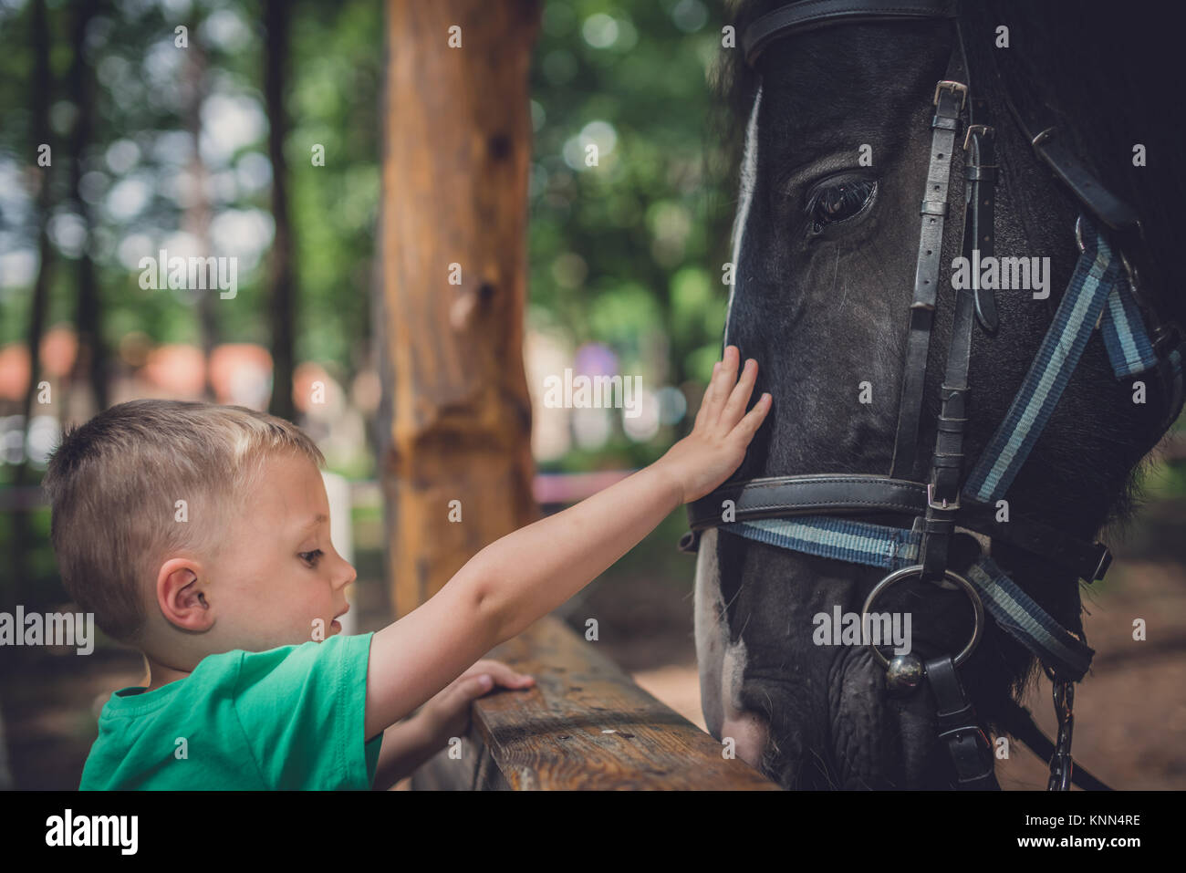 Cute little caucasian boy gently touching the black horse head Stock Photo