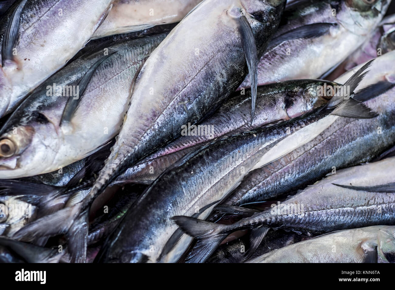 King mackerel