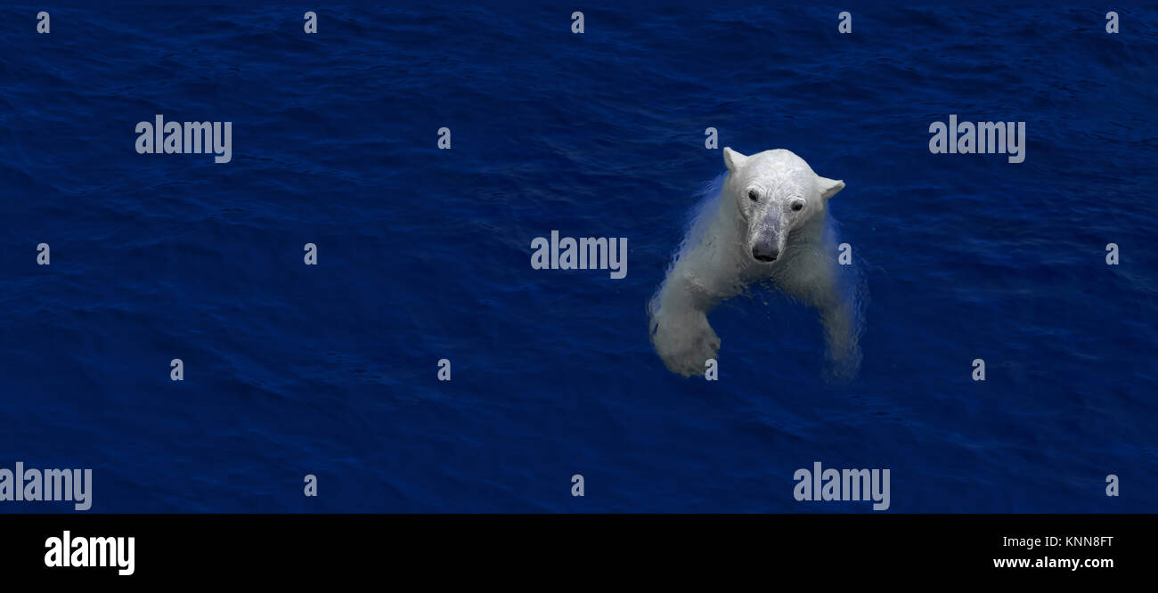 Swimming polar bear, white bear in water Stock Photo - Alamy