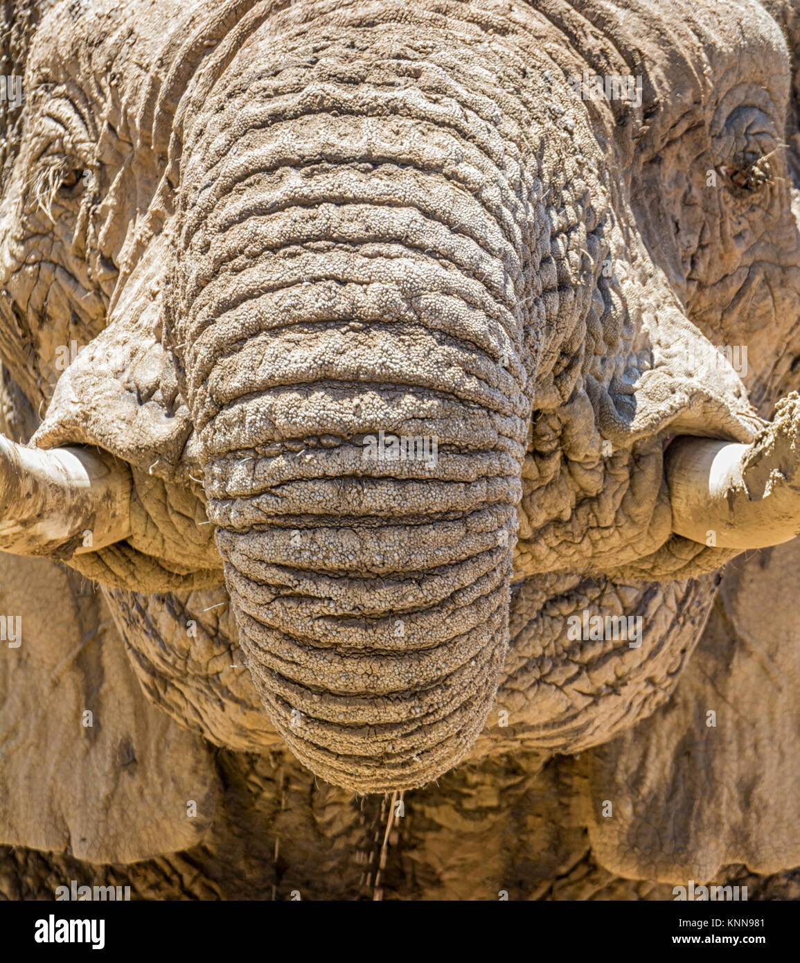 Closeup detail of an African Elephant face Stock Photo Alamy