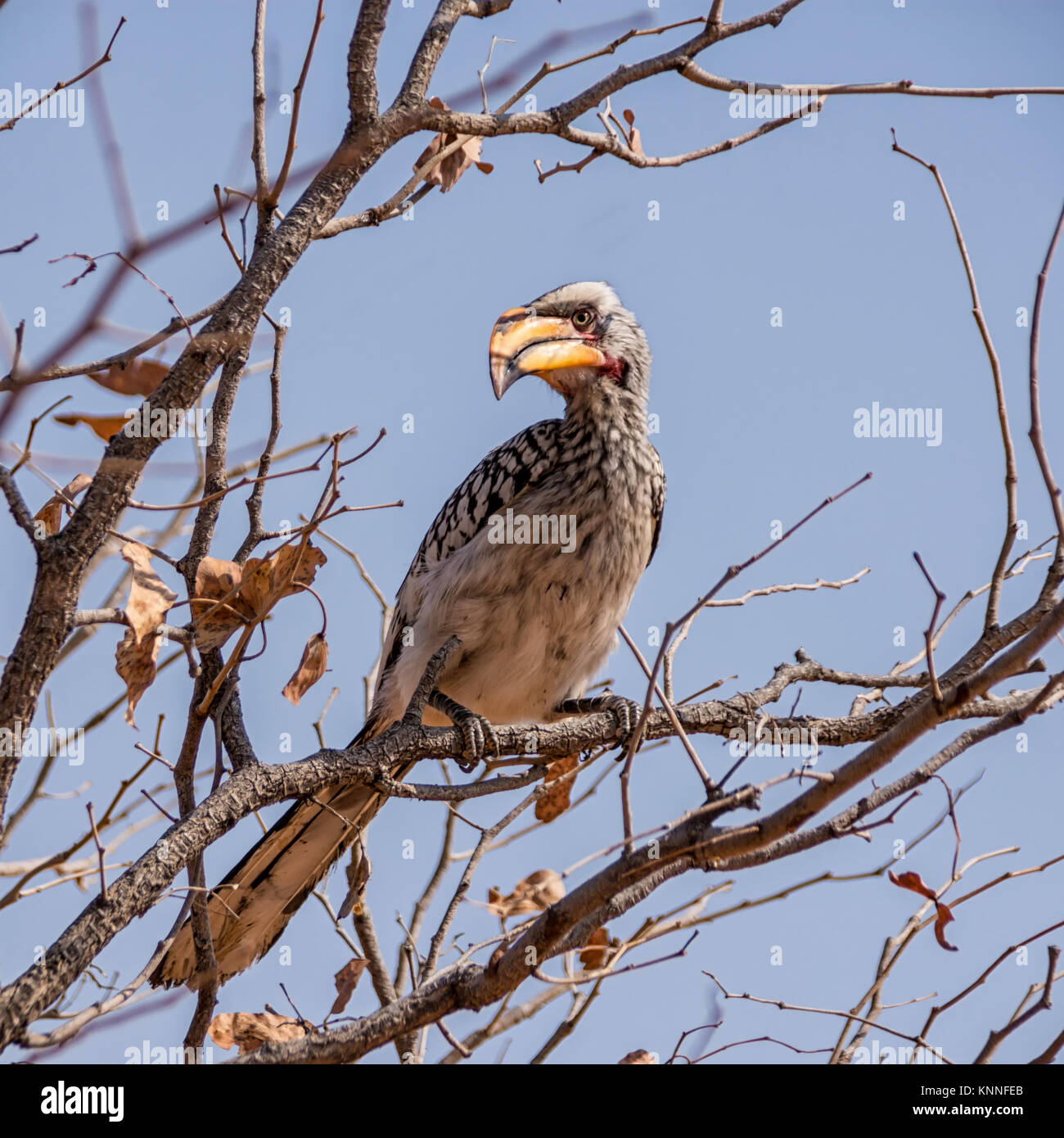 A Yellow-billed Hornbill perched in a tree in Namibian savanna Stock Photo