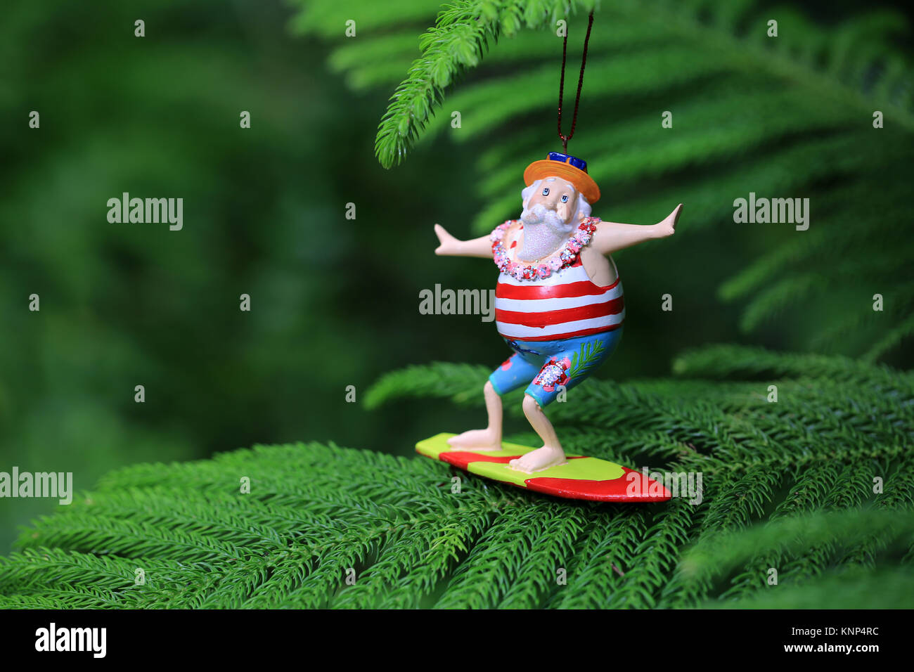 Surfing SantaClaus on Cook pine tree, Hawaii Stock Photo Alamy