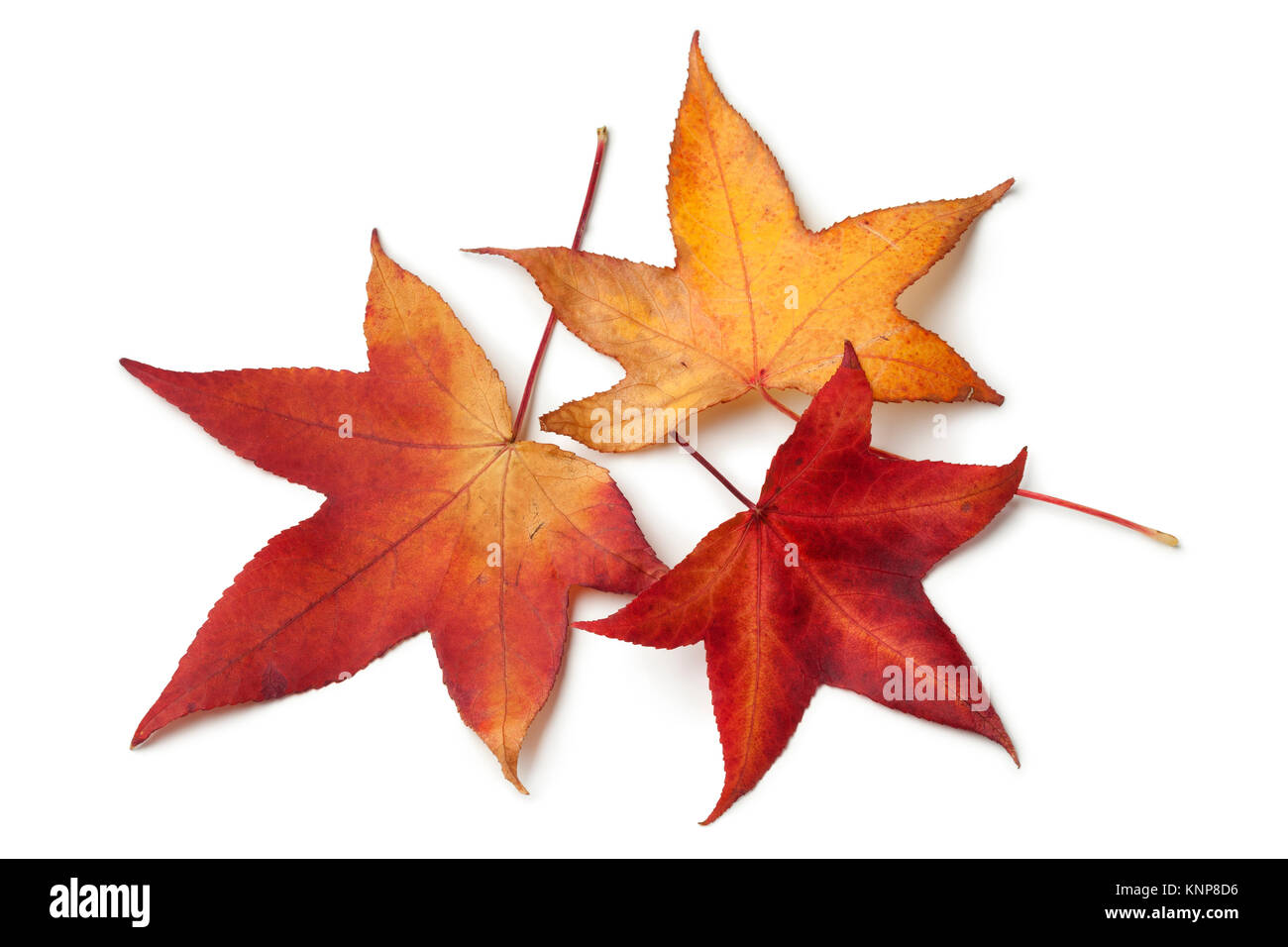 Red autumn leaves of an American sweetgum tree on white background Stock Photo