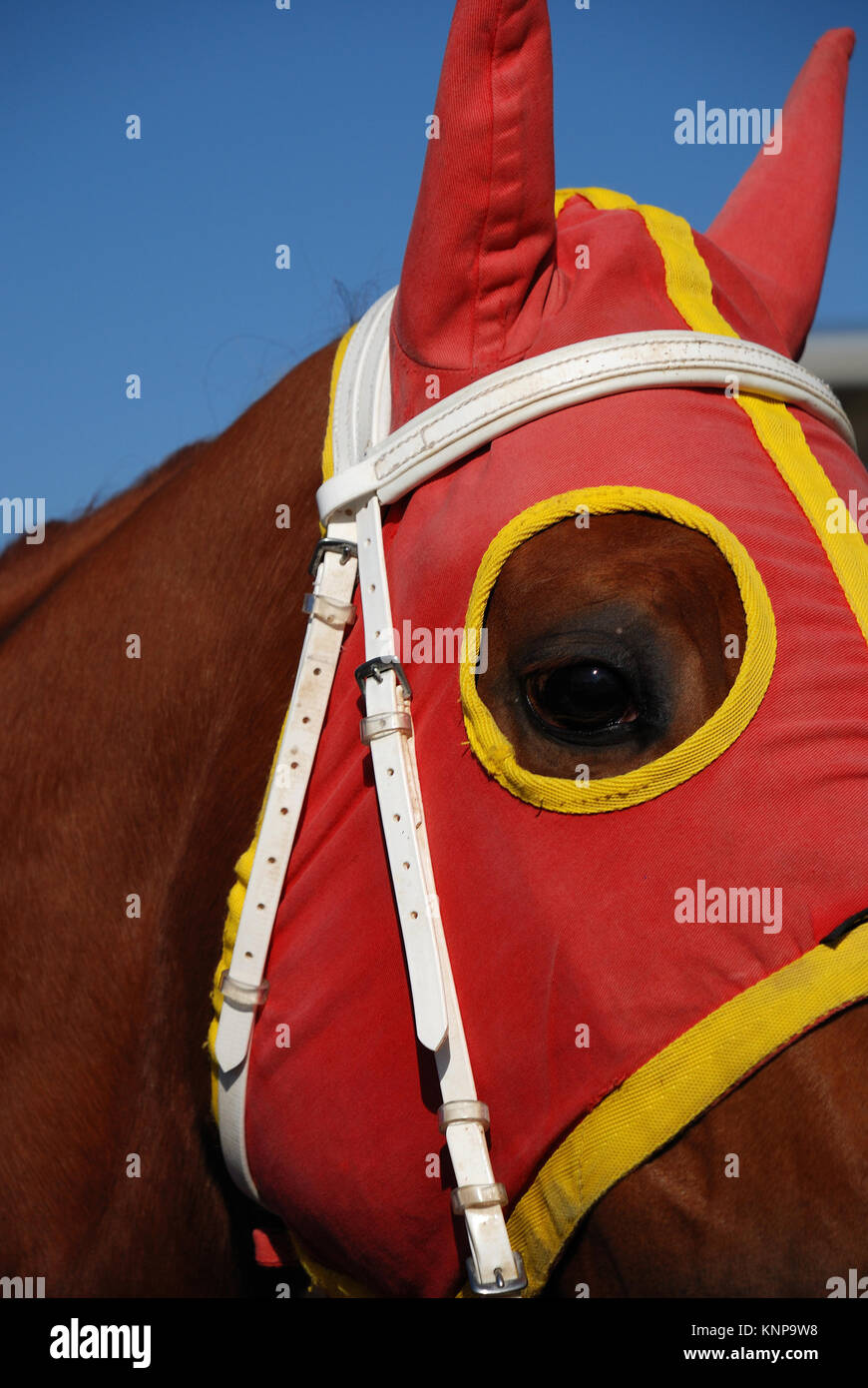 Close-up of a horse head with colorful blinders. Stock Photo