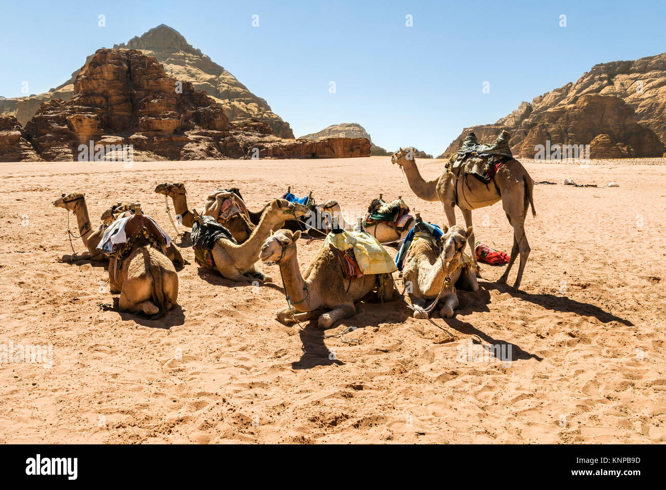 Camels resting in the Wadi Rum desert, Jordan Stock Photo - Alamy