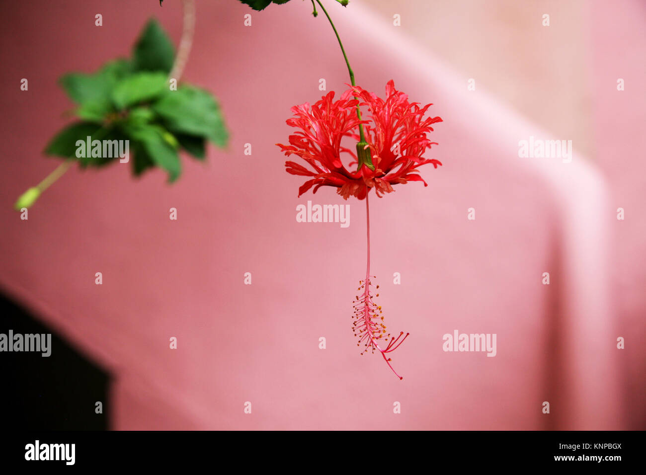 Red blossom in front of pink wall Stock Photo
