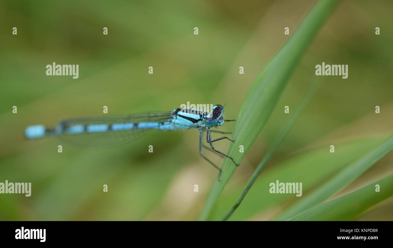 Blue damselfly resting on a blade of grass Stock Photo - Alamy