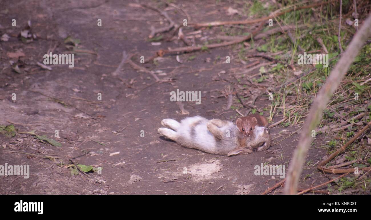 A stoat with a rabbit on a footpath in Roswell Pits, Ely, Cambridgeshire. Stock Photo