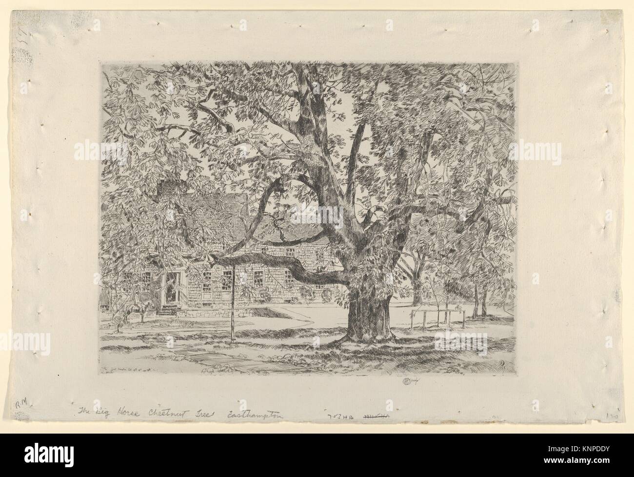 Big Horse Chestnut Tree High Resolution Stock Photography and Images ...